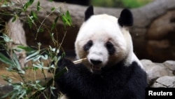 Лей-Лей ясі бамбук, Токіо, 25 студзеня 2026 года