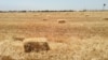 Снопы пшеницы в поле в окрестностях Туркменабата. Иллюстративное фото. 