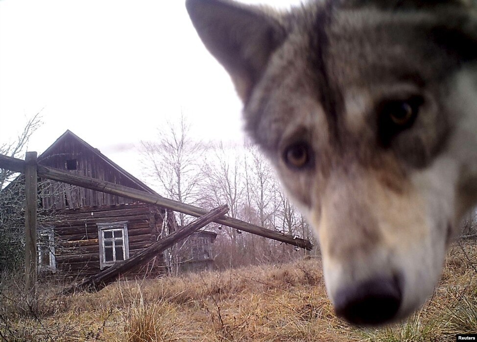 "Зона відчуження" довколо Чорнобиля стала раєм для диких тварин - фото 2