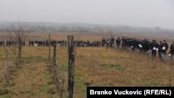 Korman polje