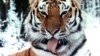 One Step Forward, One Step Back For Russia's Siberian Tigers