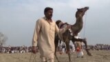 camels grab