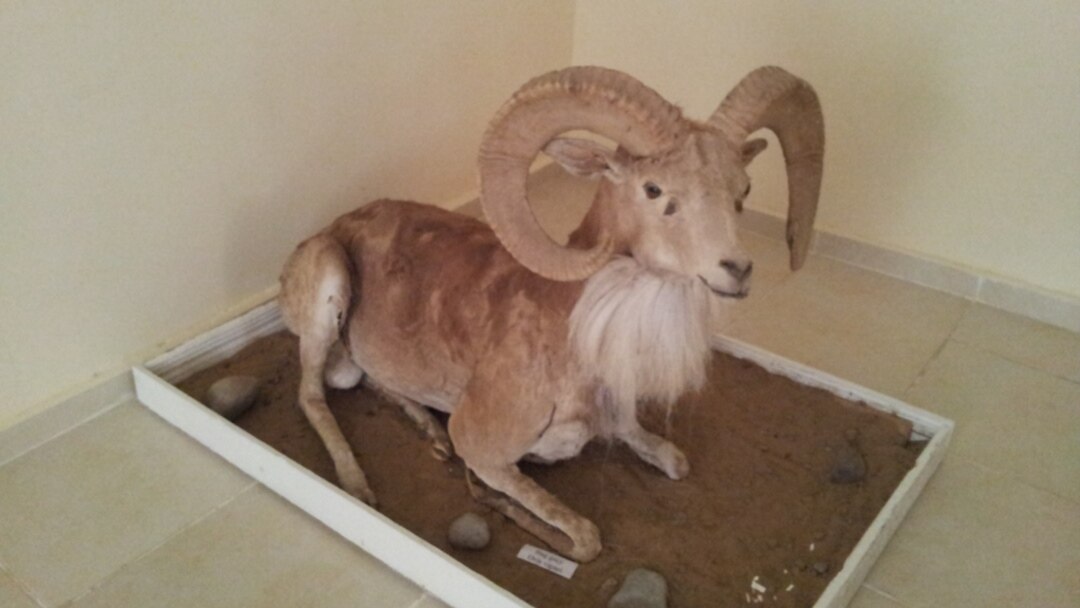 Футбол матчында