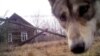 Deadly wolf attack are not uncommon in Tajikistan. (illustrative photo)