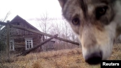 Deadly wolf attack are not uncommon in Tajikistan. (illustrative photo)