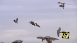 بلای خرافه و رمالی به جان حیات وحش ایران