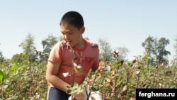 A boy picks cotton in Uzbekistan's Tashkent region during the 2010 harvest.