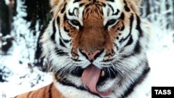 Siberian tigers face threats not only to their habitat but from poachers as well.