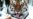One Step Forward, One Step Back For Russia's Siberian Tigers