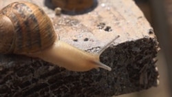 Ukrainian Snail Sales Sluggish As Lockdowns Bite Into Business