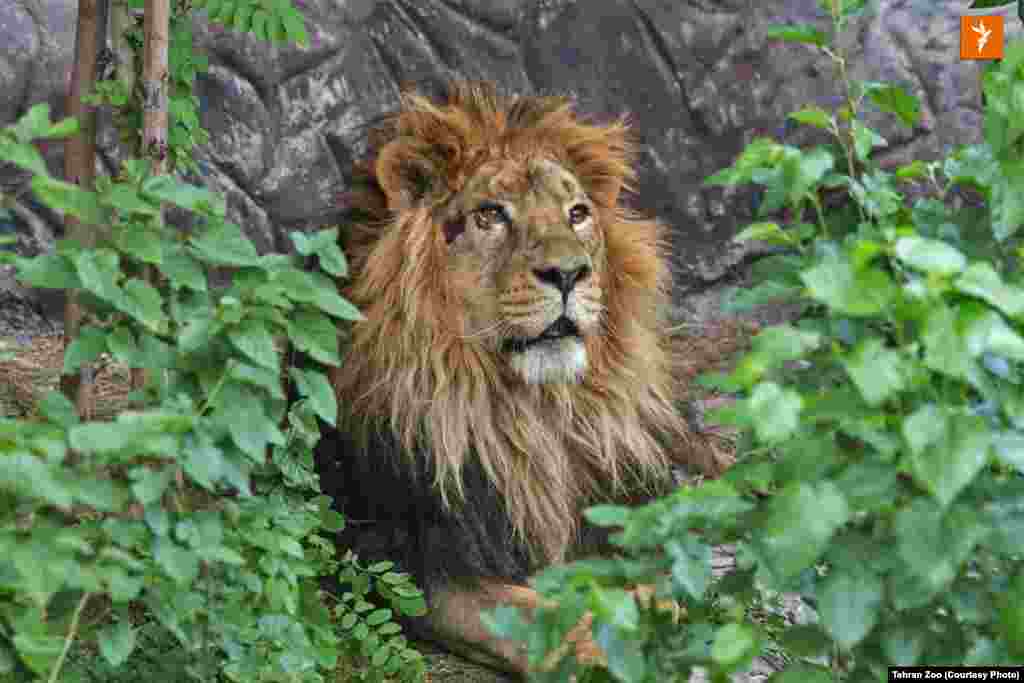 تصاویر هیرمان در روزهای اخیر به صورت گسترده در شبکه&zwnj;های اجتماعی دست به دست شده است.