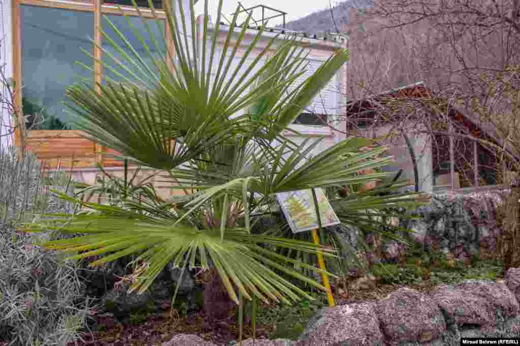 Eko centar Blagaj nastoji uzgojiti i biljne vrste koje dolaze iz mediteranskog klimatskog kruga; na slici je primjerak palme u okviru Centra.