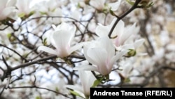 Plantele care aparțin familiei Magnoliaceae datează de acum 95 de milioane de ani. În prezent există peste 70 de specii de arbuști de magnolia. Au înălțimi între 4 și 8 metri și înfloresc primăvara târziu. 