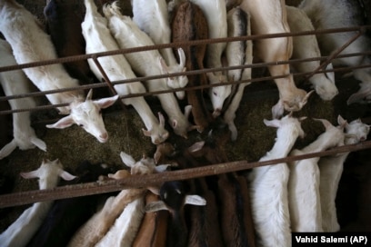 Livestock' Remains From Iran Show Goats Were First Tamed At Least