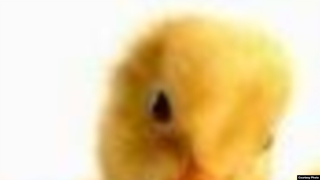 Анжелика Рудницкаяның эротикалық суреттері