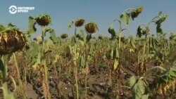 Катастрофа молдавских фермеров
