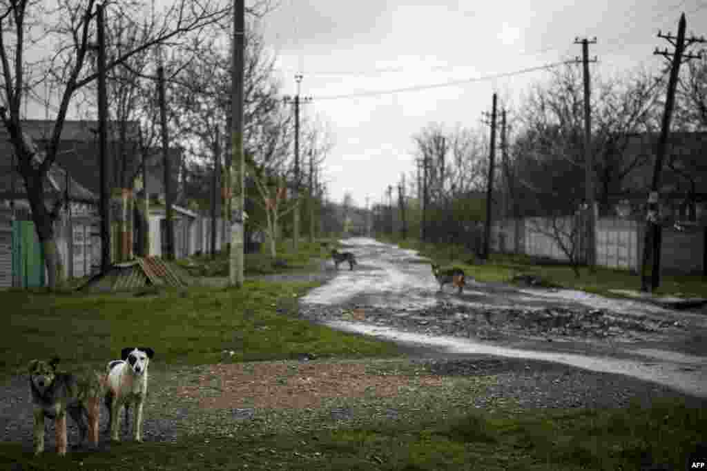 Stray dogs prowl on a deserted road in the frontline neighborhood of Jabunki by the airport in Donetsk in eastern Ukraine. Detonations from shelling are still heard with regularity as well as eruption of small-arms fire exchanges in the area, despite a cease-fire deal. (AFP/Odd Andersen)