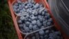 Часто українці їздять у Польщу «на ягоди»