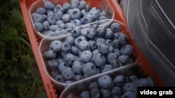 Часто українці їздять у Польщу «на ягоди»
