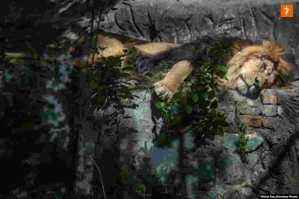 هیرمان در حال استراحت در محل زندگی جدیدش در باغ&zwnj;وحش ارم در تهران