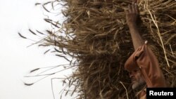 A farmer harvests wheat at a field in the outskirts of Lahore, Pakistan in May.