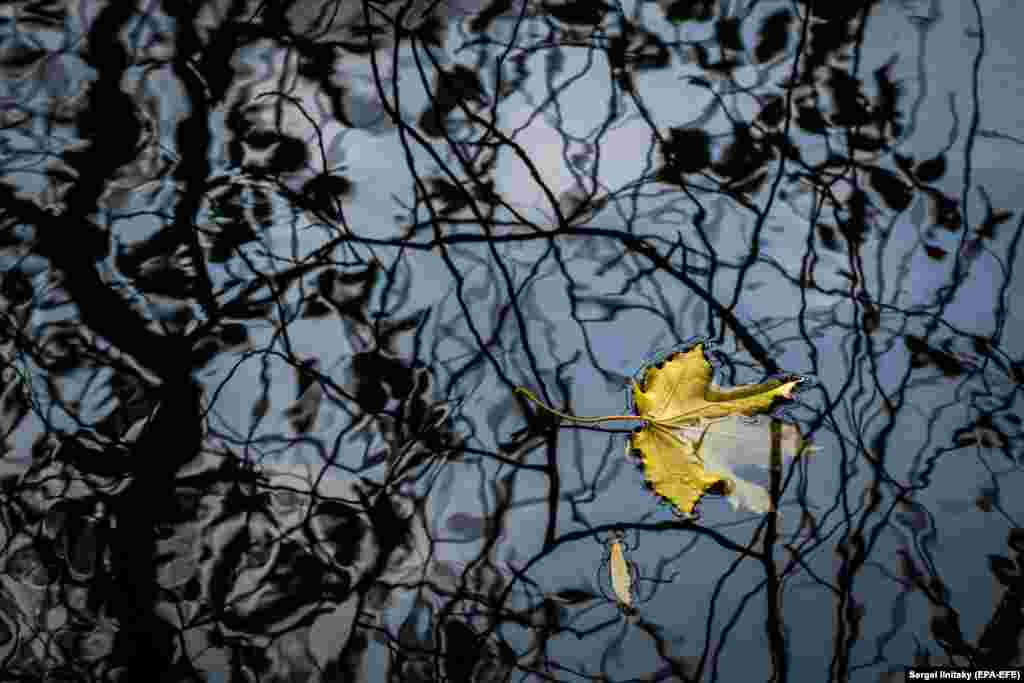 A yellow maple leaf floats in a pond at Ostankino park in Moscow. (epa-EFE/Sergei Ilnitsky)