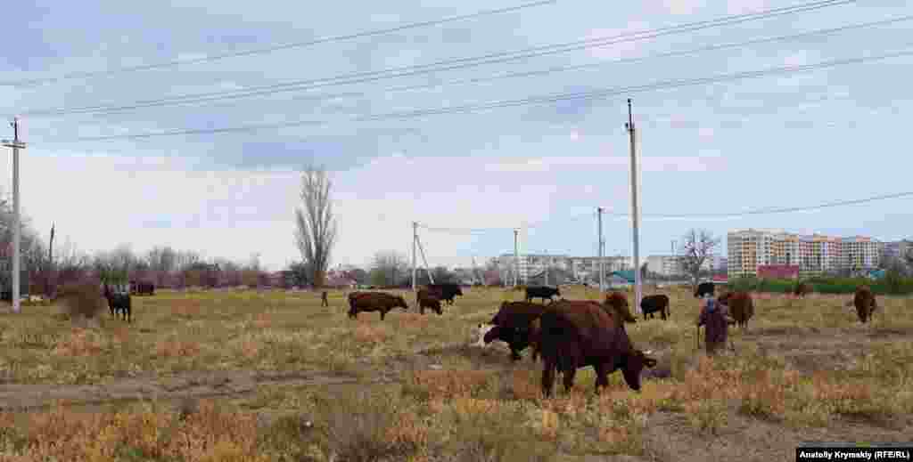 Жители села Суворово выпасают своих коров на пустыре перед многоэтажками Армянска. О закрытом режиме кормления домашних животных российские власти им ничего не говорят