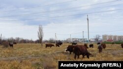 Выходной в Армянске: сельхозярмарка и сбор подписей (фотогалерея)