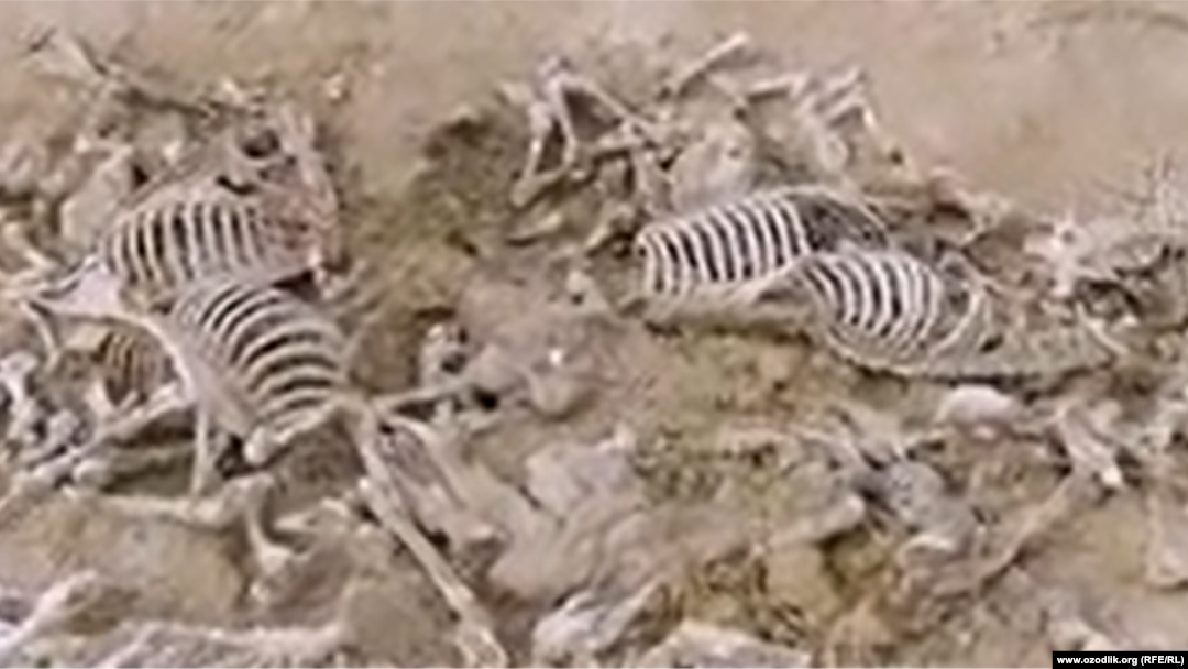 Jade, qoshimcha sinf kotibi porno filmini onlayn tomosha qiling