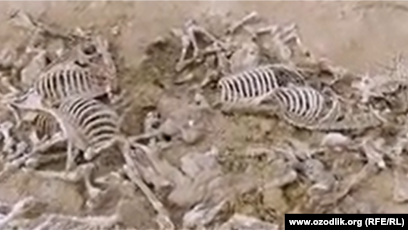 Yuz erkak va bir qiz porno Kokraklar