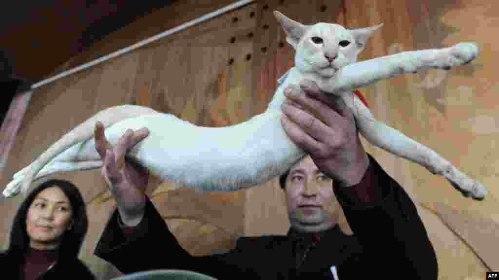 An owner proudly shows off his Siamese cat.