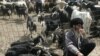 A Turkmen man waits to sell goats at a market near Ashgabat. Half of Turkmenistan's workforce is employed in the agriculture sector.