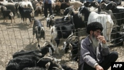 A Turkmen man waits to sell goats at a market near Ashgabat. Half of Turkmenistan's workforce is employed in the agriculture sector.