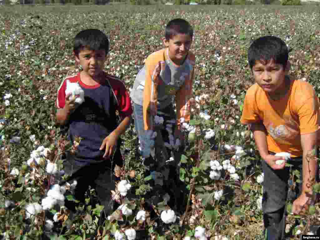 Uzbek children picking cotton