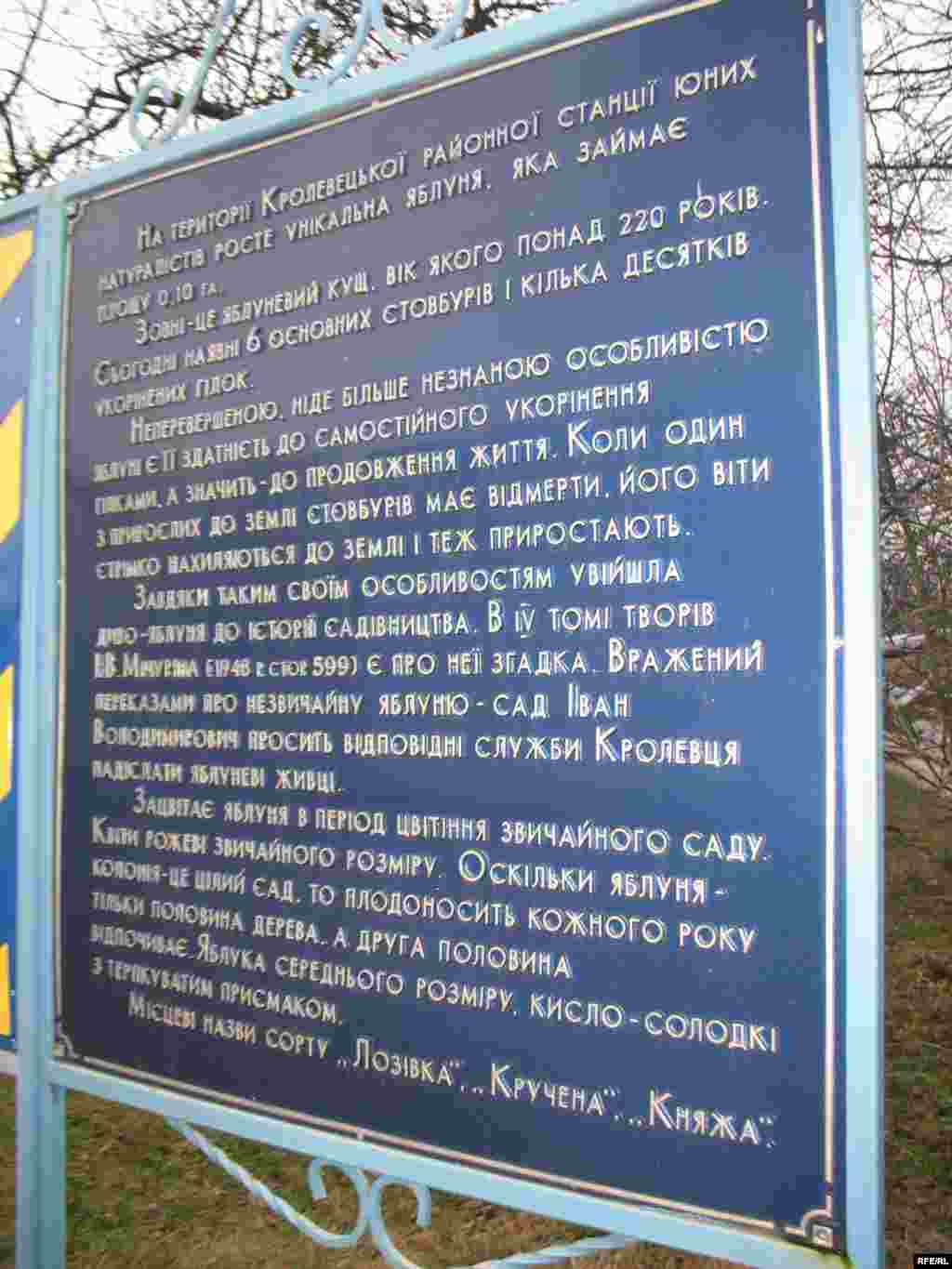 Це чудо природи згадується в IV-му томі творів Івана Мічуріна. Поруч з яблунею знаходиться Кролевецької районної станції юних натуралістів