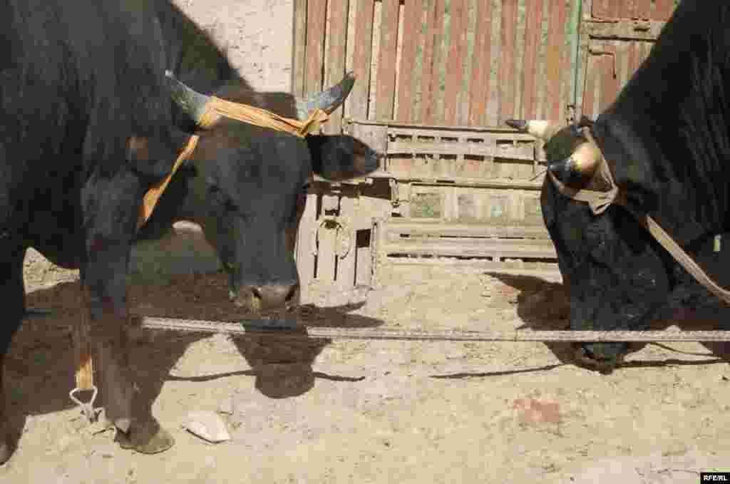 Базарга береке! #21