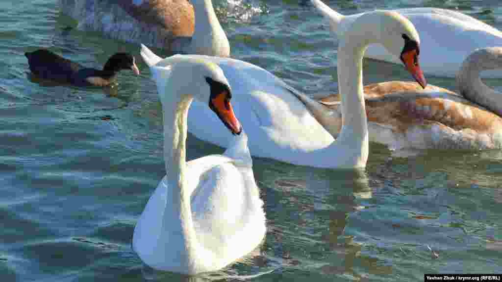 Білі лебеді на зимівлі в Севастополі