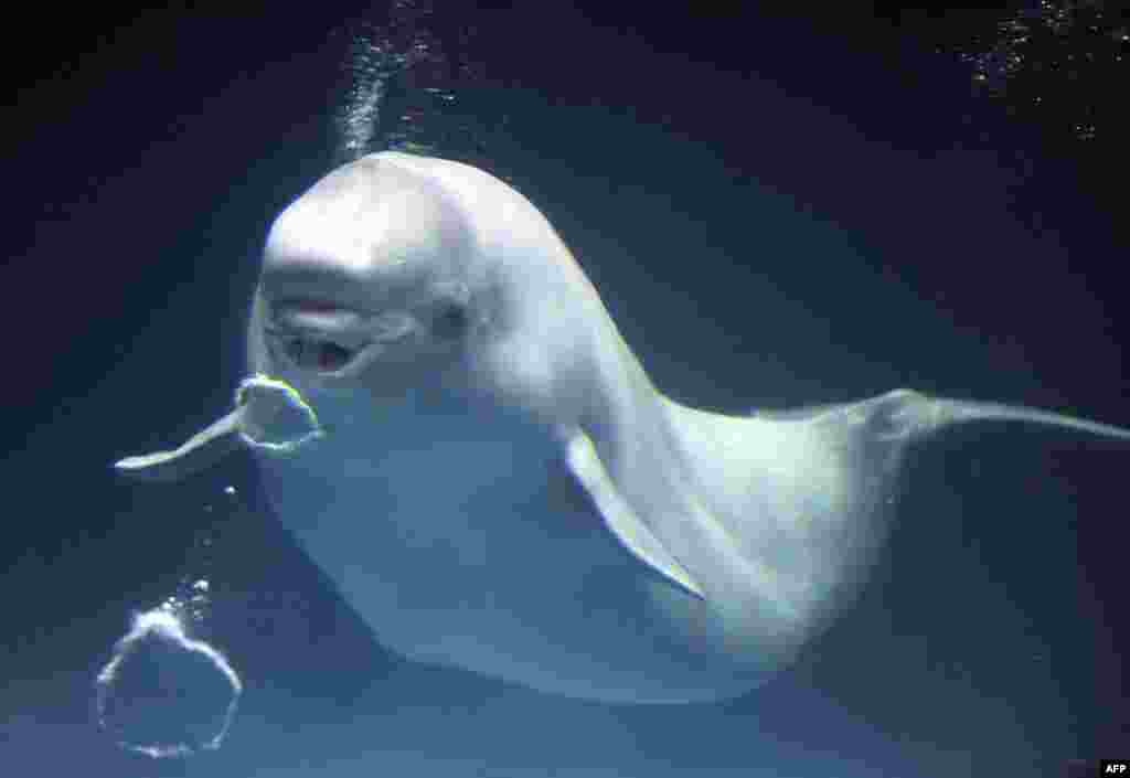 The distinctive Arctic Beluga whale (aka white whale) are known for their impressive vocal abilities as well as for their flexible necks, which are unique among whales and allow them to move their head in all directions. This engaging animal is listed as &quot;near threatened&quot; by the IUCN but some fear its status could worsen if hunting management efforts are not maintained.&nbsp;