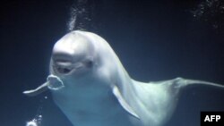 Ağ delfin
