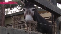 Ренессанс для зоопарка Тбилиси (видео)