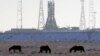 Лошади на фоне установленной на стартовой площадке Байконура ракеты-носителя «Союз МС-07» для доставки космонавтов на МКС. 