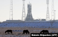 Лошади на фоне установленной на стартовой площадке Байконура ракеты-носителя «Союз МС-07» для доставки космонавтов на МКС.