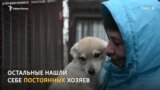 Волонтеры в Томске сдают беспризорных собак в аренду