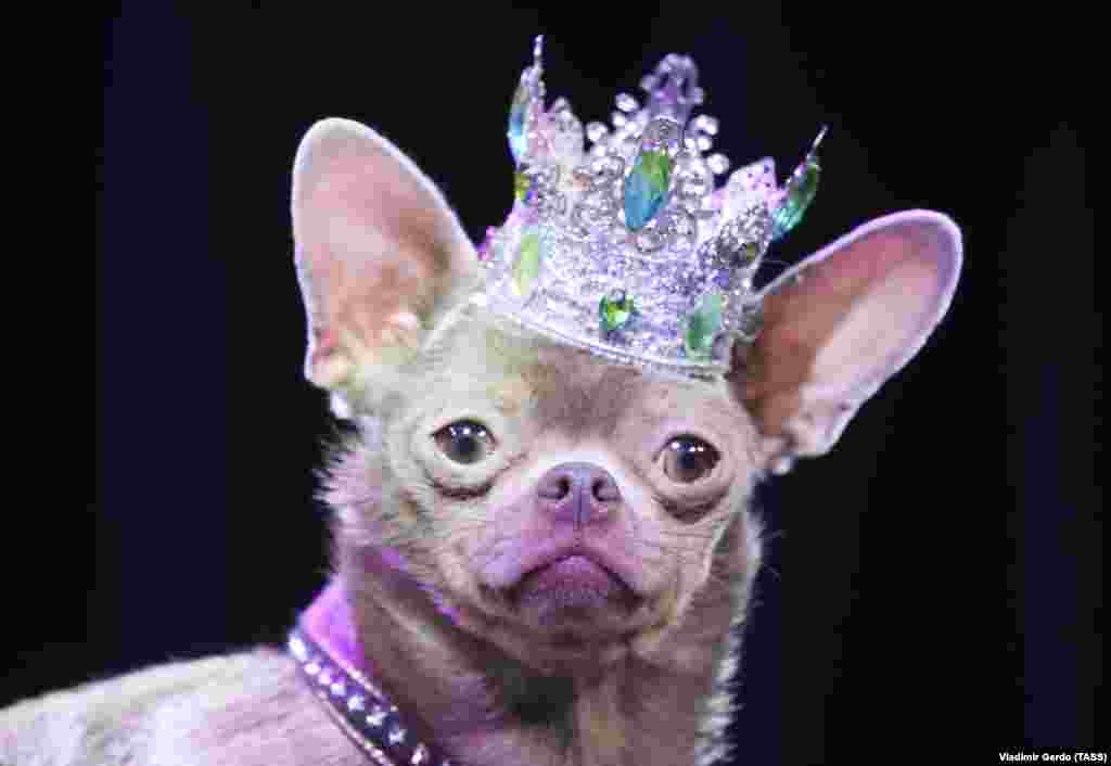 A dog wearing a crown is seen at the 2021 Golden Pet Awards at the Federation Tower of the Moscow International Business Center.