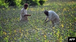 Afghan farmers score opium poppies during a harvest in Sistani, Helmand Province.