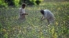 U.S. Sanctions Afghan Drug Ring