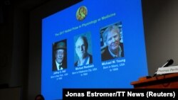 Медицина жаатындагы Нобел сыйлыгынын быйылкы жеңүүчүлөрү Жеффри Холл, Майкл Росбаш жана Майкл Янг