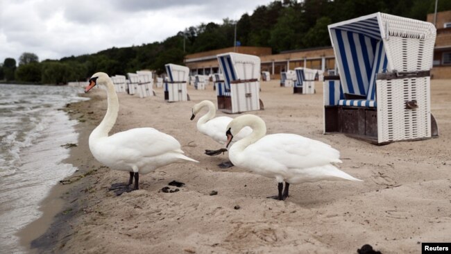 Лебеди на пустом пляже озера Ванзее в Берлине. 25 мая 2020 года.