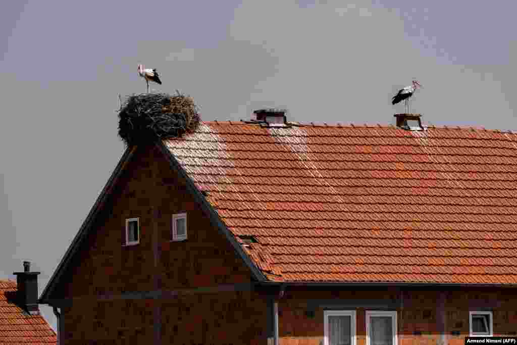 White storks stand by their nest, which they built on the roof of a house near the town of Ferizaj in Kosovo.&nbsp;&nbsp;