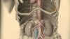 Belarus - Joseph Maclise, "Surgical Anatomy", 1856. fragment